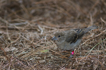 Gran Canaria blue chaffinch Fringilla polatzeki. Juvenile. The Nublo Rural Park. Tejeda. Gran Canaria. Canary Islands. Spain.