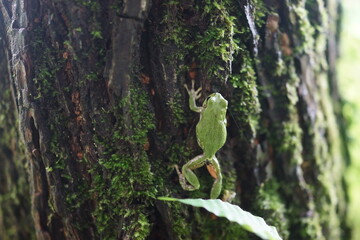 アマガエル　緑ガエル　木の幹　カエル　爬虫類