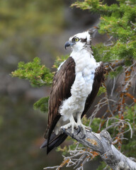 Osprey bird on a branch in Utah, USA