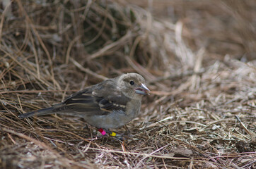 Gran Canaria blue chaffinch Fringilla polatzeki. Juvenile. The Nublo Rural Park. Tejeda. Gran Canaria. Canary Islands. Spain.