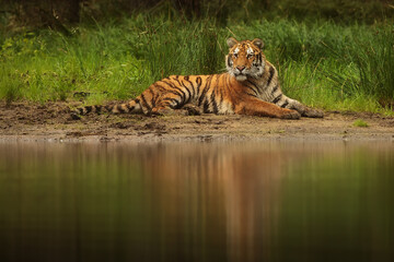 Siberian tiger (Panthera tigris tigris) resting on the sandy shore of the lake