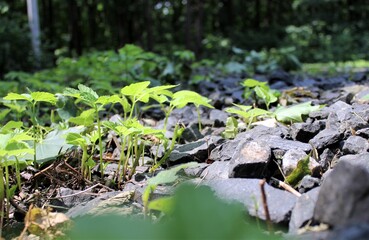 Young forest shoots on the roadside