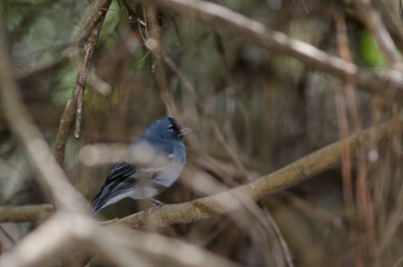 Gran Canaria blue chaffinch Fringilla polatzeki. Adult male. The Nublo Rural Park. Tejeda. Gran Canaria. Canary Islands. Spain.