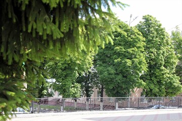 Naklejka premium Avenue of chestnut trees in the city square