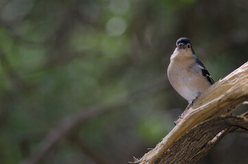 Male common chaffinch Fringilla coelebs canariensis. The Nublo Rural Park. Tejeda. Gran Canaria. Canary Islands. Spain.