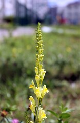 Snapdragon blooms in the city flower bed