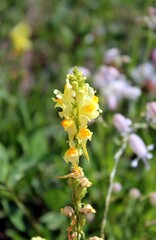 Snapdragon blooms in the city flower bed