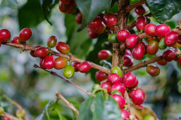 Nahaufnahme reifer Kaffee-Kirschen 