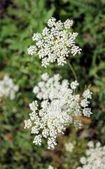 White umbrella inflorescences in a meadow
