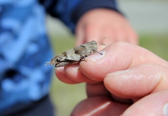 A tiny moth sits on a finger