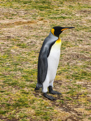 Volunteer Beach, Falkland Islands, UK - December 15, 2008: Full frame side closeup of 1King Penguin while standing on brown-green ground.