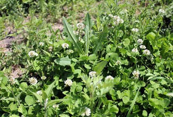 Blooming white clover and field grasses