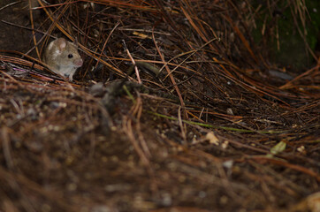 House mouse Mus musculus on the ground of a pine forest. The Nublo Rural Park. Tejeda. Gran Canaria. Canary Islands. Spain.