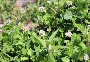 Blooming white clover and field grasses