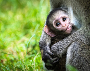 Fototapeta premium Vervet monkey (Chlorocebus Pygerythrus) feeding its baby, Masai Mara, Kenya
