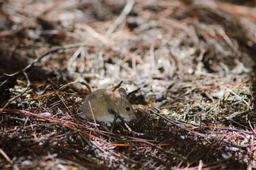 House mouse Mus musculus eating. The Nublo Rural Park. Tejeda. Gran Canaria. Canary Islands. Spain.