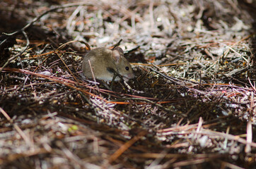 House mouse Mus musculus eating. The Nublo Rural Park. Tejeda. Gran Canaria. Canary Islands. Spain.