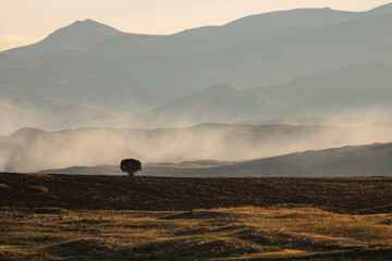A tree in the field with fog. foggy fields at sunrise. hills on the background.