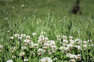 Fototapeta premium White clover blooms in the field