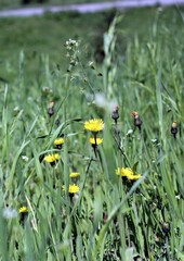 Blooming dandelions in the meadow