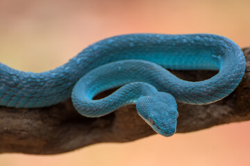 Blue viper on tree branch