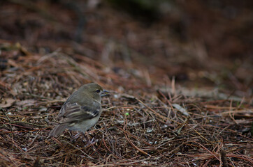 Female Gran Canaria blue chaffinch Fringilla polatzeki. The Nublo Rural Park. Tejeda. Gran Canaria. Canary Islands. Spain.