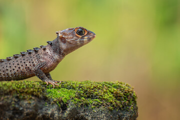 Crocodile skink lizard on stone covered with moss