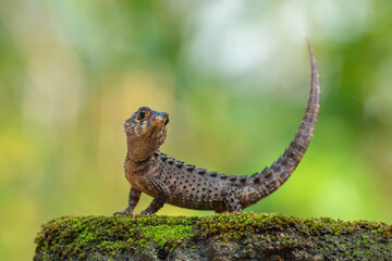 Crocodile skink lizard on stone covered with moss