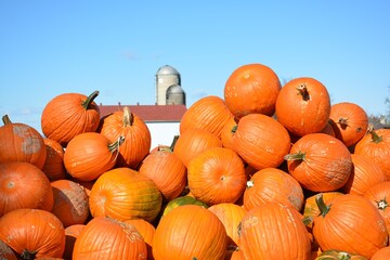 pumpkins on a farm