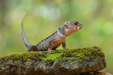 Crocodile skink lizard on stone covered with moss