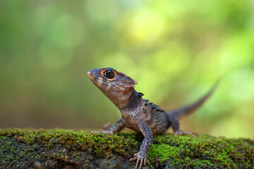 Crocodile skink lizard on stone covered with moss