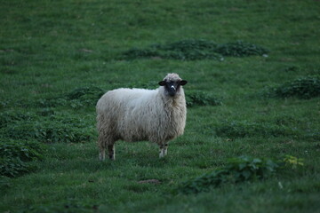 Fototapeta premium Sheep in Žumberak