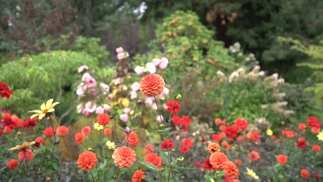 Tracking shot (slow motion) of red dahlia’s amongst a bed of colorful flowers in autumn.