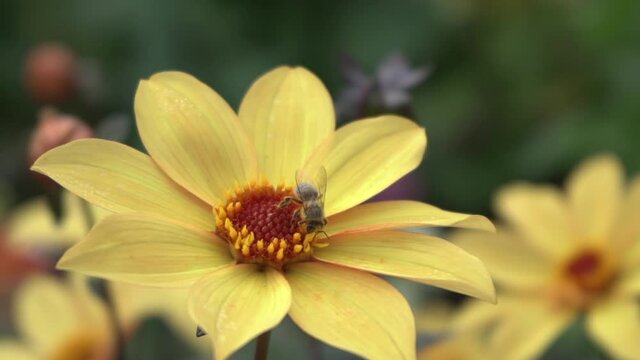 Shot of honeybee gathering nectar from a vibrant yellow daisy in autumn