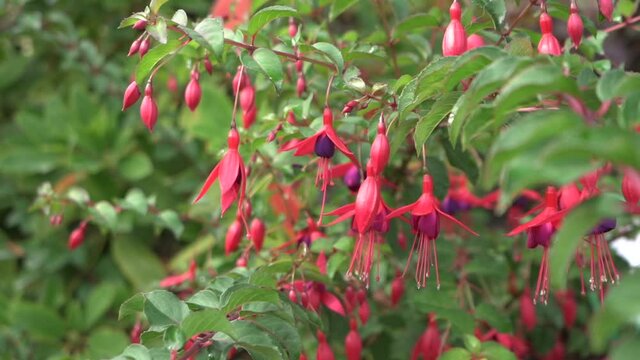 Tracking shot of pink and purple Fuchsias in bloom