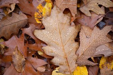 Nasses Laub auf dem Boden