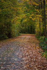 Ein mit Laub bedeckter Weg führt durch einen herbstlichen Wald