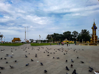 Many birds in front of the palace and mekong river in phnom penh cambodia