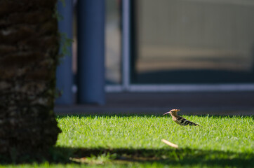 Eurasian hoopoe Upupa epops in a garden. Maspalomas. San Bartolome de Tirajana. Gran Canaria. Canary Islands. Spain.