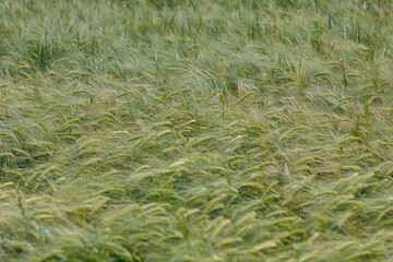 Gerste im Feld