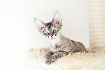 Cat is relaxing laying down on scratching post. Pet supplies, kitty is using hammock bed. Selective focus, natural light. White wall background.