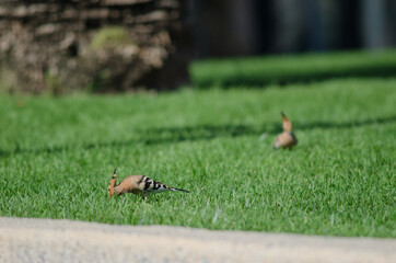Eurasian hoopoes Upupa epops searching for food in a garden. Maspalomas. San Bartolome de Tirajana. Gran Canaria. Canary Islands. Spain.