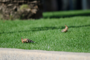 Eurasian hoopoes Upupa epops searching for food in a garden. Maspalomas. San Bartolome de Tirajana. Gran Canaria. Canary Islands. Spain.