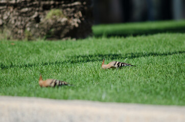 Eurasian hoopoes Upupa epops searching for food in a garden. Maspalomas. San Bartolome de Tirajana. Gran Canaria. Canary Islands. Spain.