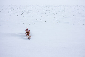 Zweig mit Blättern im Schnee