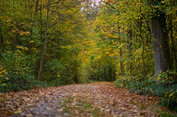 Ein mit Laub bedeckter Weg führt durch einen herbstlichen Wald