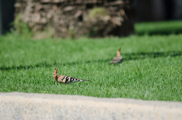 Eurasian hoopoes Upupa epops searching for food in a garden. Maspalomas. San Bartolome de Tirajana. Gran Canaria. Canary Islands. Spain.