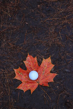 White Golf Ball On Red Maple Leaf