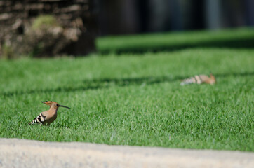 Eurasian hoopoes Upupa epops in a garden. Maspalomas. San Bartolome de Tirajana. Gran Canaria. Canary Islands. Spain.
