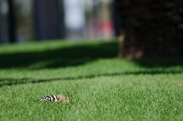 Eurasian hoopoe Upupa epops searching for food in a garden. Maspalomas. San Bartolome de Tirajana. Gran Canaria. Canary Islands. Spain.